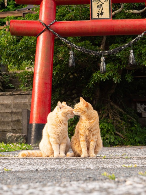 SNSフォロワー計90万人の猫写真家夫妻が撮るフォトブック『島にゃんこ』2月22日発売