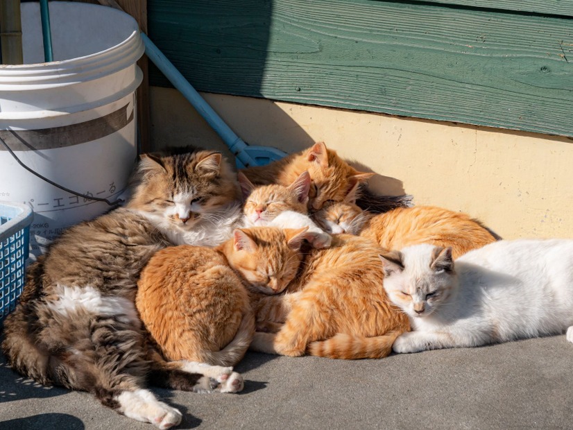 SNSフォロワー計90万人の猫写真家夫妻が撮るフォトブック『島にゃんこ』2月22日発売