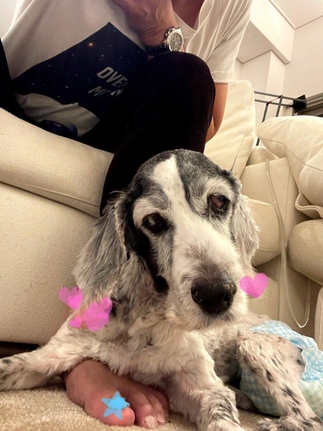 高橋克典の愛犬・ジェニー