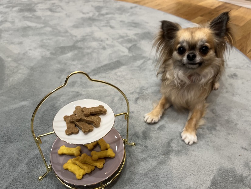 犬用のおやつ