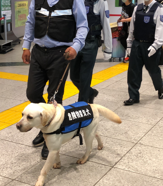 危険物探知犬