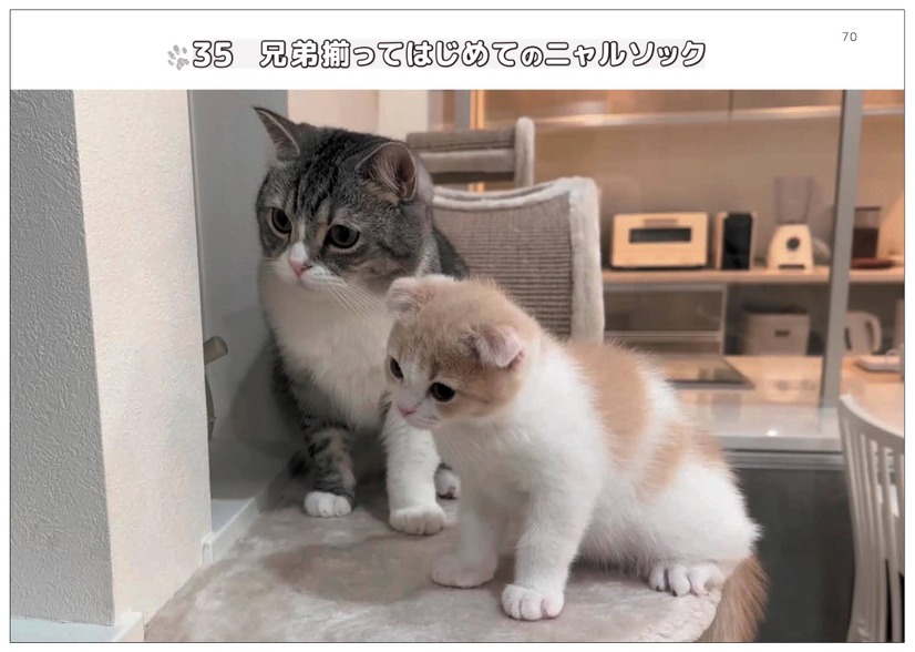 『もちまる日記まちがい探し』