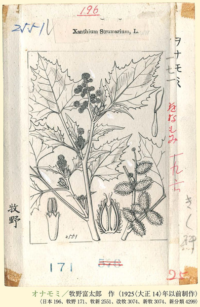 「オナモミ」　牧野植物図鑑原図集（2020年，北隆館刊）
