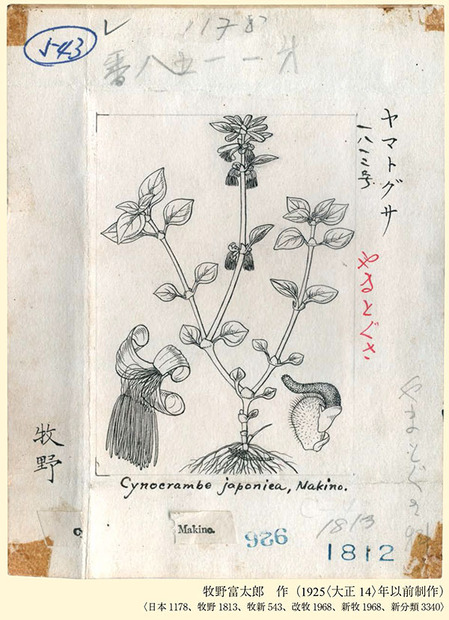 「ヤマトグサ」　牧野植物図鑑原図集（2020年，北隆館刊）