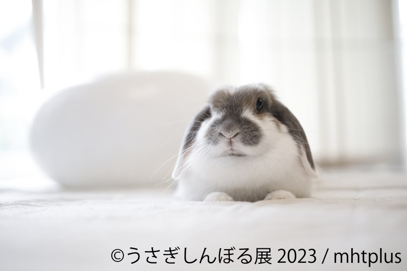 「うさぎしんぼる展 2023」展示作品