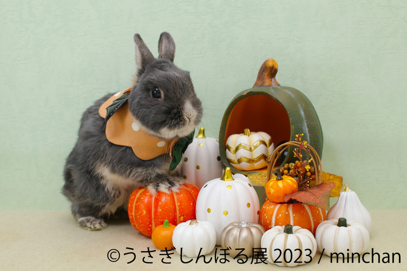 「うさぎしんぼる展 2023」展示作品