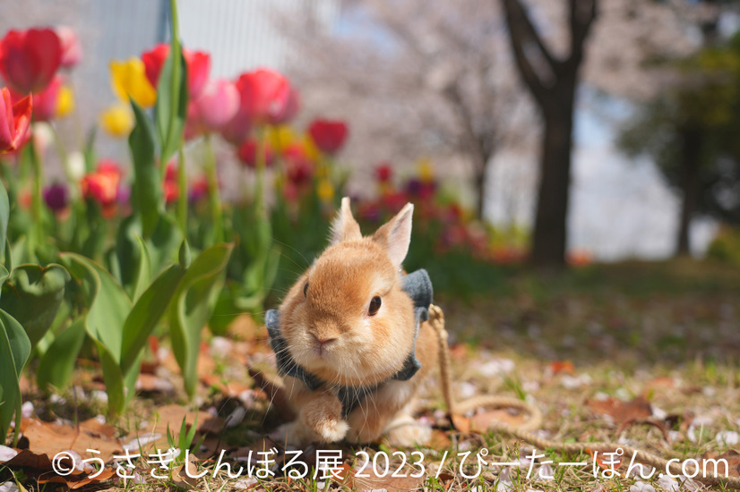「うさぎしんぼる展 2023」展示作品
