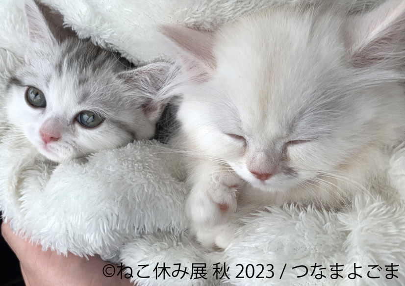 つな・まよ・ごま