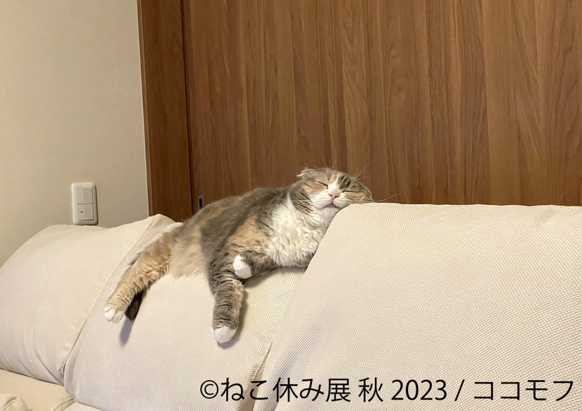 ココモフ
