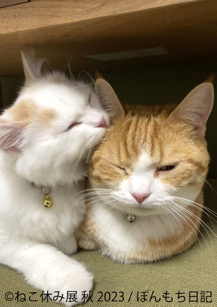 ぽんもち日記