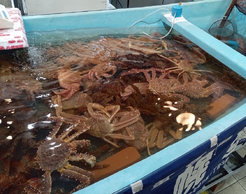 【札幌蟹販】水槽