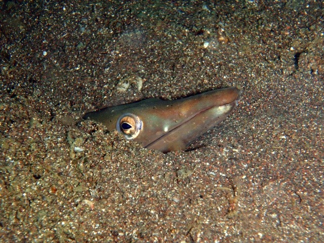 海底に生息する生物