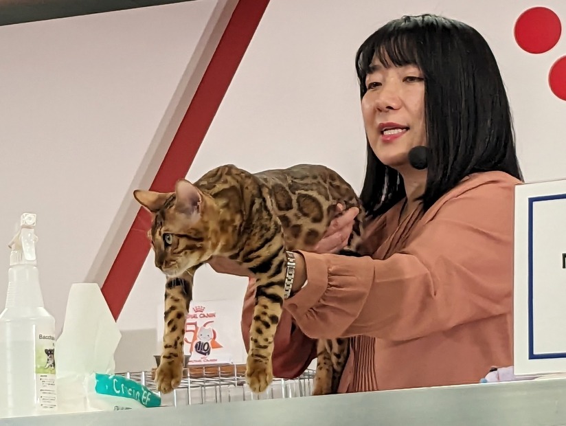 ジャパンキャットショー＠撮影：渡邉