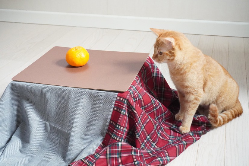 猫と、こたつと、思い出みかん
