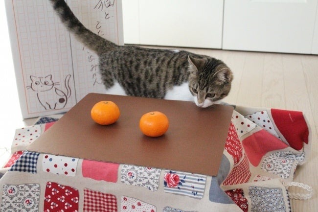 猫と、こたつと、思い出みかん