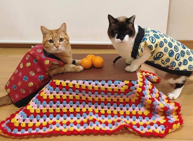 猫と、こたつと、思い出みかん