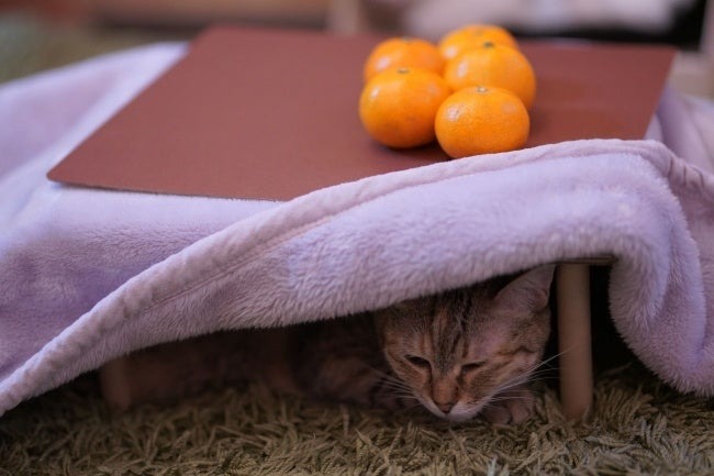 猫と、こたつと、思い出みかん