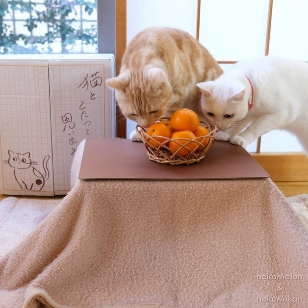 猫と、こたつと、思い出みかん