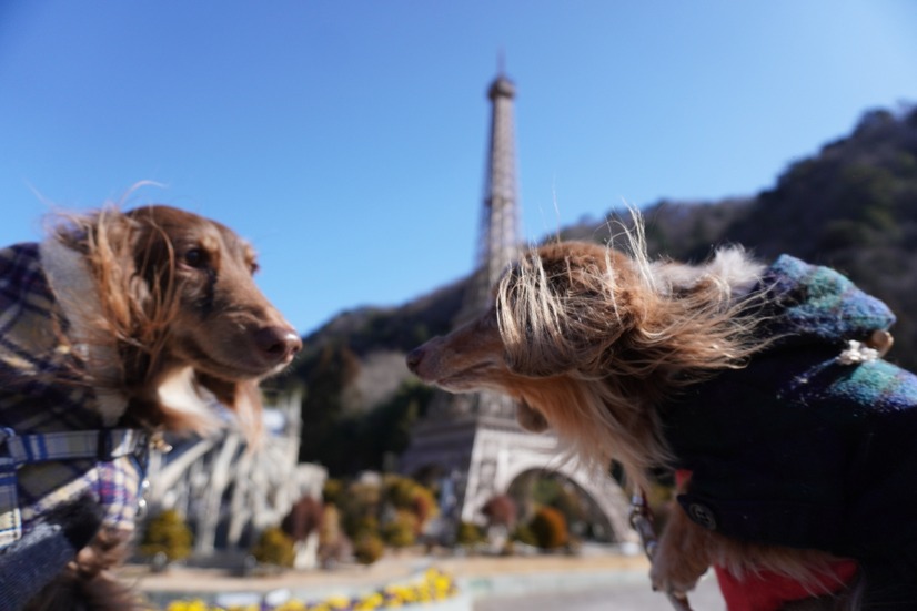 WORLDog！ふれんどりー