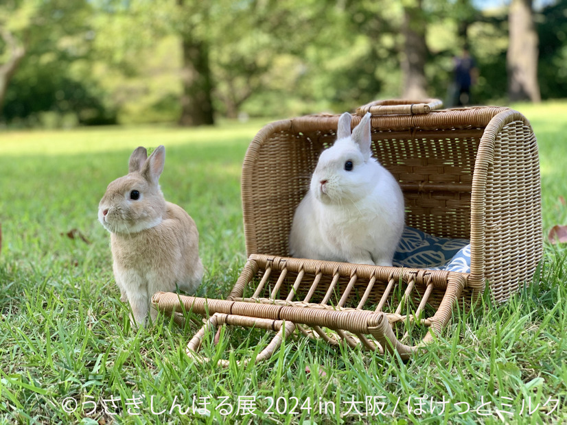 うさぎしんぼる展