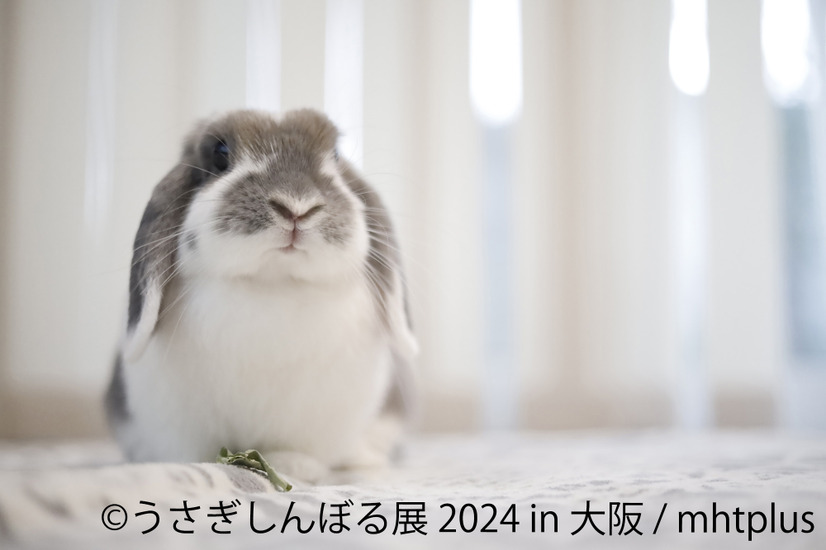 うさぎしんぼる展