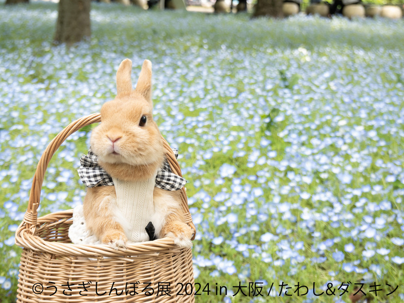 うさぎしんぼる展