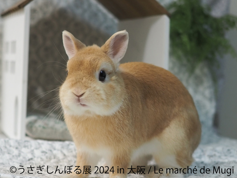うさぎしんぼる展
