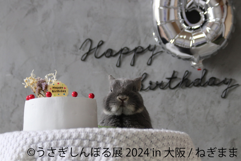 うさぎしんぼる展