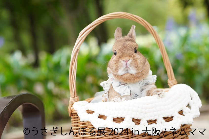うさぎしんぼる展