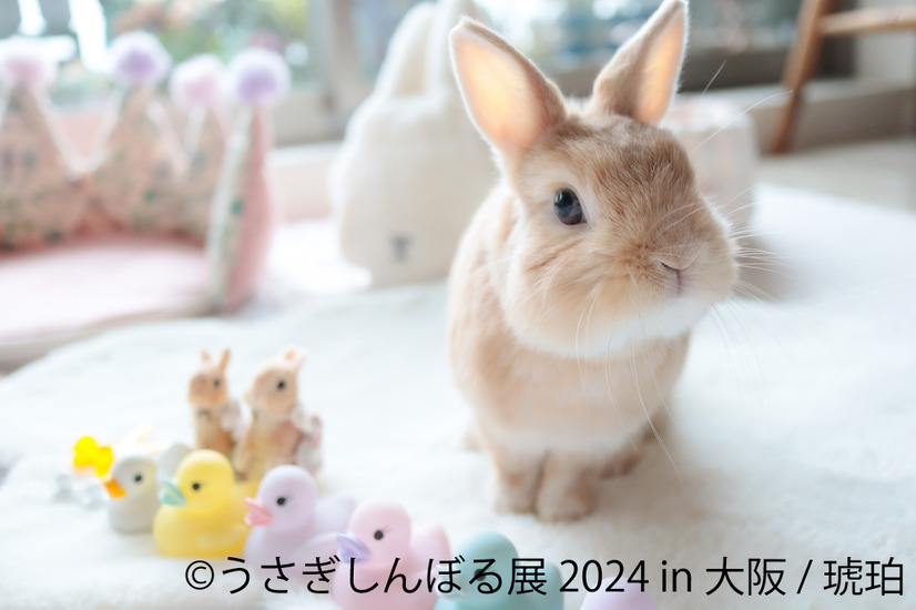 うさぎしんぼる展