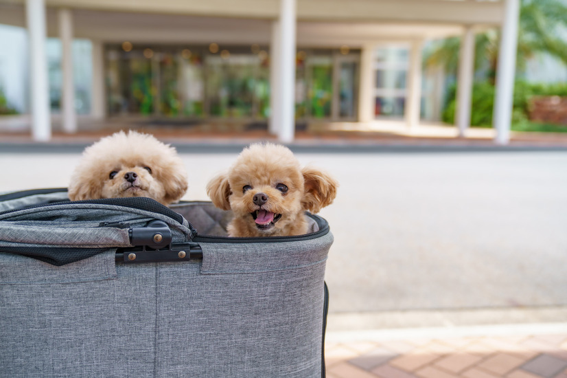 【宿泊レポート】 愛犬家に嬉しい「ドッグフレンドリー」なホテルに泊まってみた……三井ガーデンホテルプラナ東京ベイ