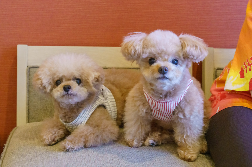 【宿泊レポート】 愛犬家に嬉しい「ドッグフレンドリー」なホテルに泊まってみた……三井ガーデンホテルプラナ東京ベイ