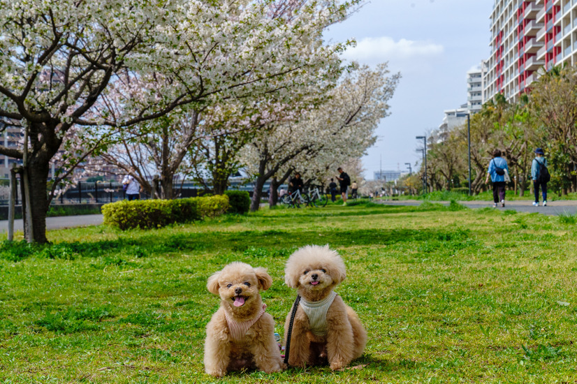 【宿泊レポート】 愛犬家に嬉しい「ドッグフレンドリー」なホテルに泊まってみた……三井ガーデンホテルプラナ東京ベイ