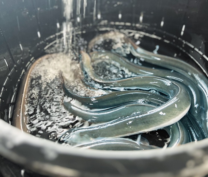 清涼な水にさらすことで泥抜きをする