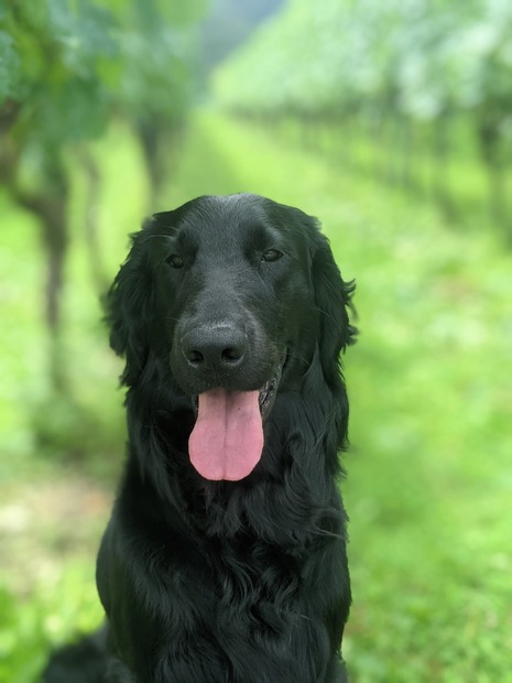 岡山ワインバレーの愛犬