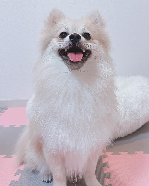 ぽんず
