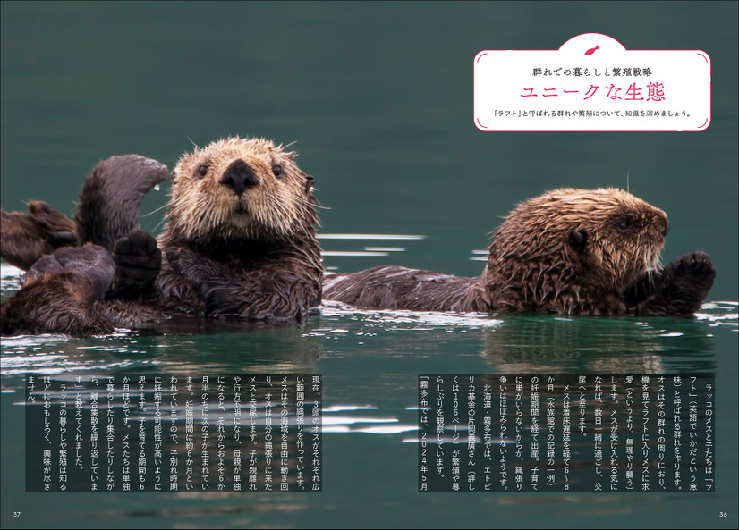 ラッコのユニークな生態もたっぷりと収録！