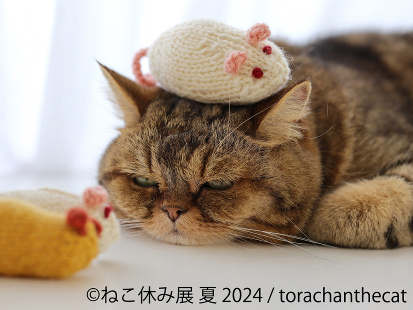 「ねこ休み展」夏の本祭