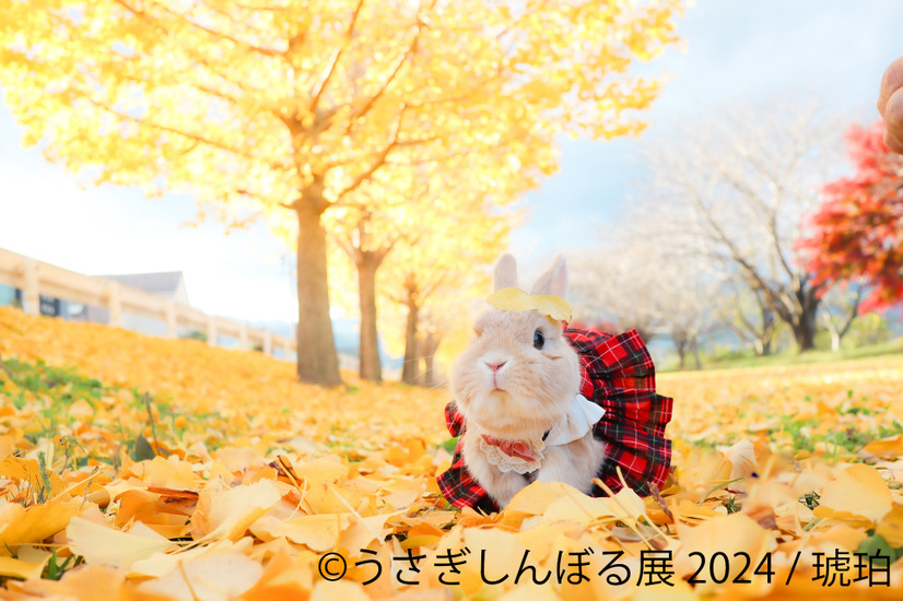 うさぎしんぼる展 2024