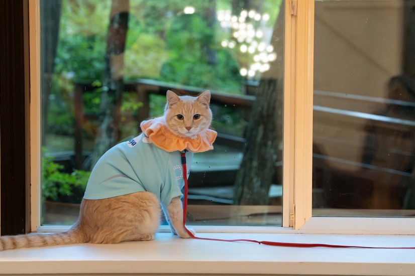 ねこちゃんも泊まれるお部屋