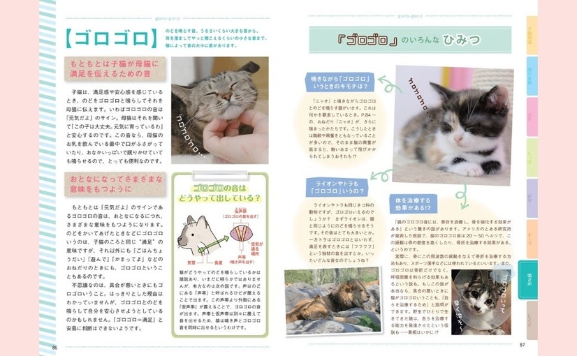 猫語辞典　オールカラー　にゃんこのキモチがわかっちゃう！