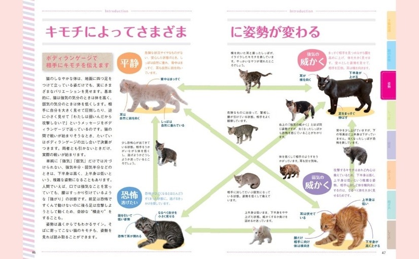猫語辞典　オールカラー　にゃんこのキモチがわかっちゃう！