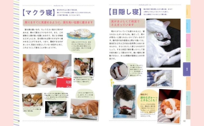 猫語辞典　オールカラー　にゃんこのキモチがわかっちゃう！