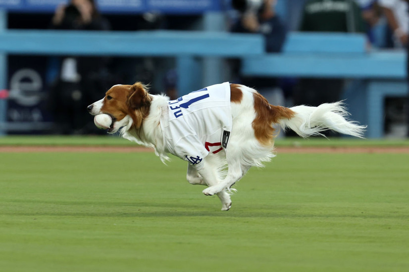 デコピン（Photo by Rob Leiter/MLB Photos via Getty Images）