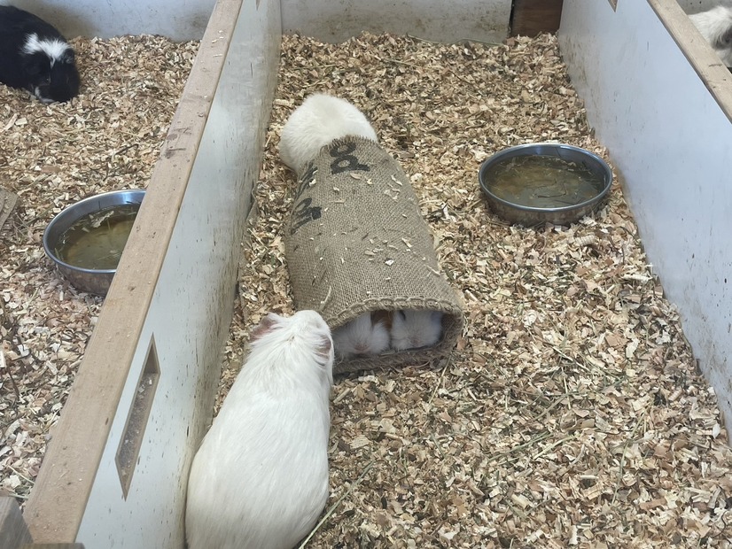 コメダの麻袋はモルモットたちに大人気！（写真は甲府市遊亀公園附属動物園の公式Xより）※動物園より掲載許諾をいただいています