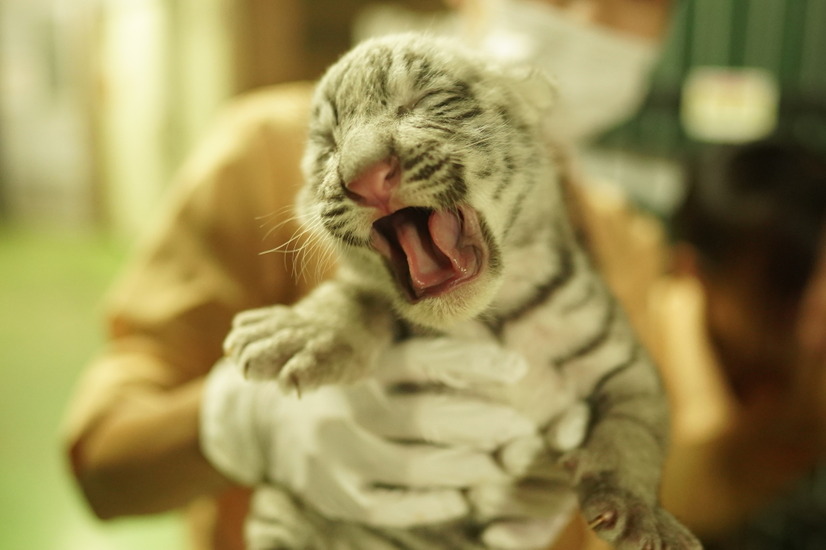 「伊豆アニマルキングダム」で飼育中のホワイトタイガー・シロップの赤ちゃん