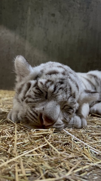 ホワイトタイガーの赤ちゃん（写真は伊豆アニマルキングダムの公式Xより）※動物園より掲載許諾をいただいています