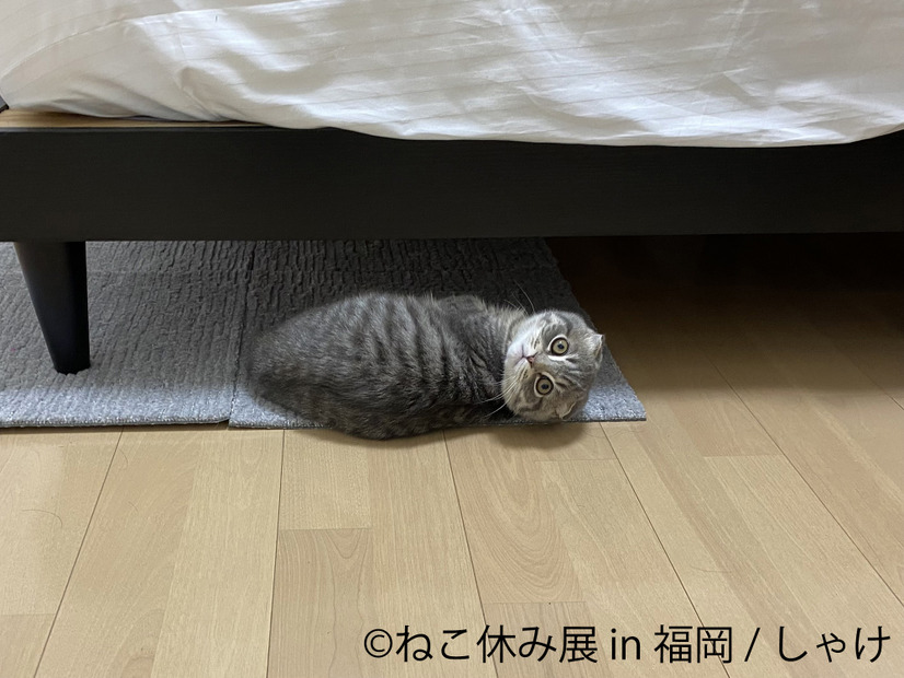 ねこ休み展 2024-25 in 福岡