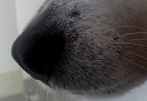 HD 720p