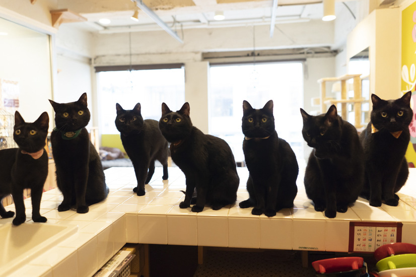 黒猫フェスティバル